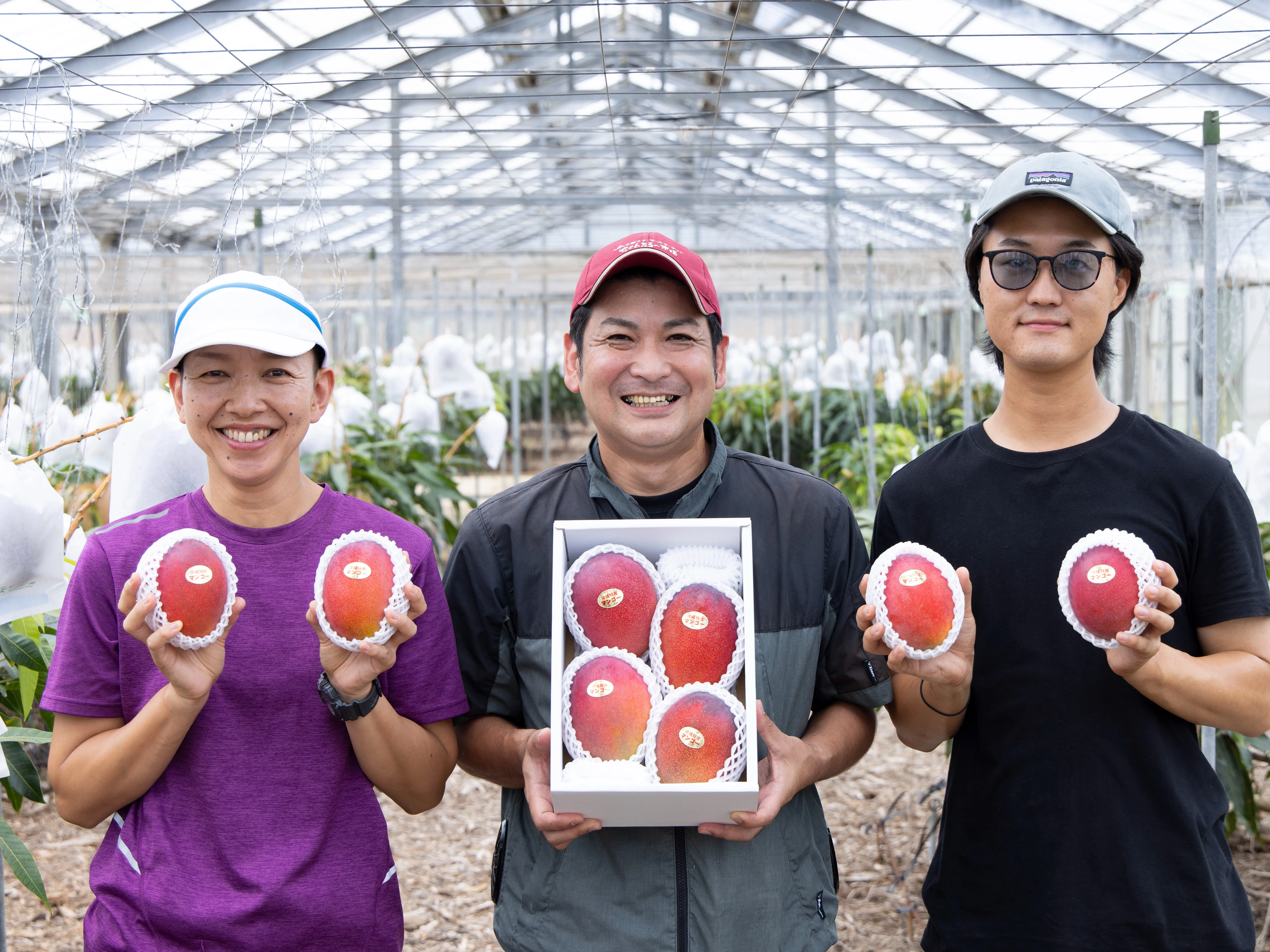 農業生産スタッフ【マンゴーやパパイヤやウコンや胡蝶蘭などの栽培】の画像