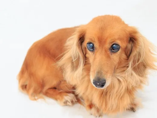 会社説明の画像