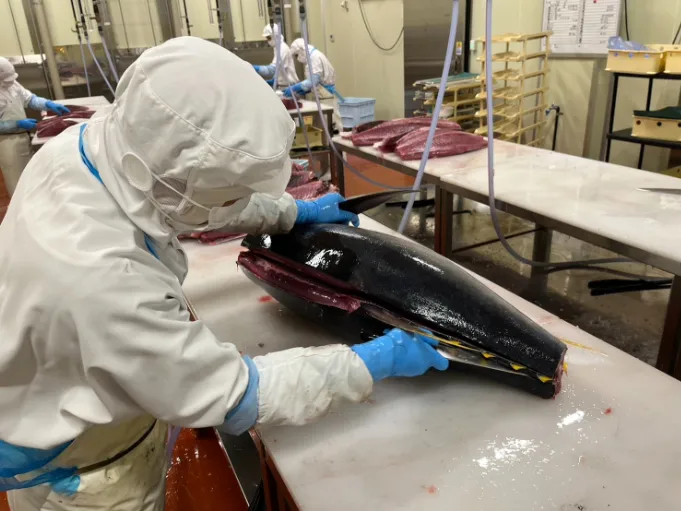 工場内鮮魚加工スタッフ（未経験可）【工場内での鮮魚のカッティングや包装作業など】の画像