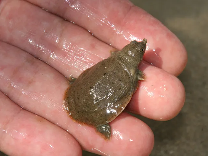 軽作業スタッフ【すっぽん生け簀のチェックや餌の準備及び水路の清掃など】の画像
