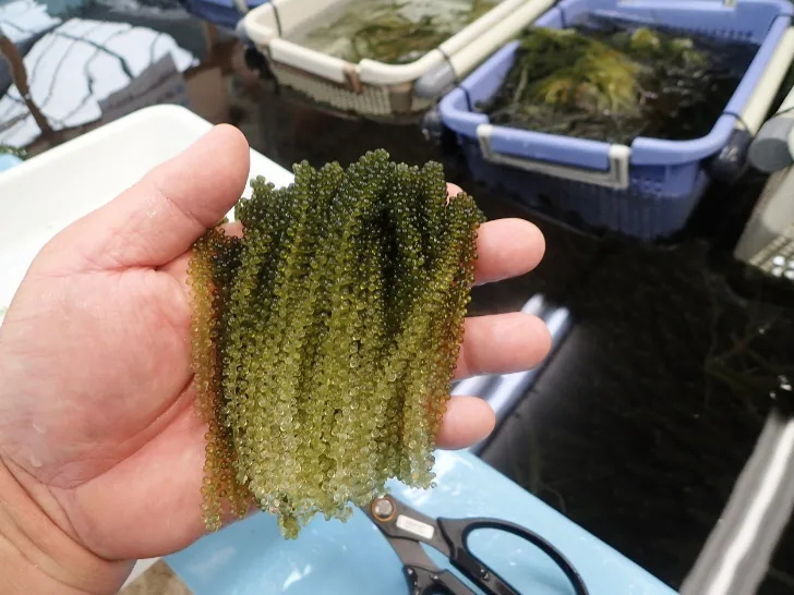 会社説明の画像