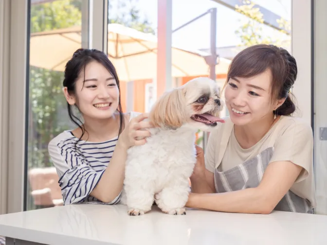 （リーダー候補）店内スタッフ【ワンちゃんの生体管理や食事管理および交配業務等】の画像