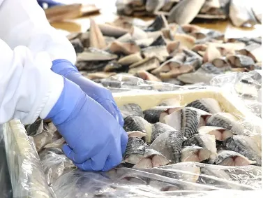 食品加工場補助スタッフ【工場内で学校給食用の食材のカットなどのお仕事】の画像
