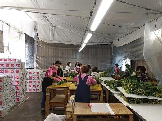 (短期)花束加工スタッフ【お花のカットおよび箱詰めなどの軽作業】の画像