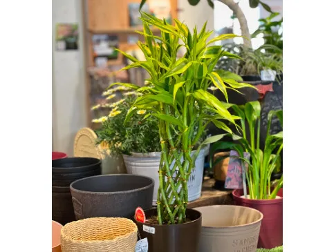 苗の出荷・配送サポート【植物の苗の出荷準備など】の画像