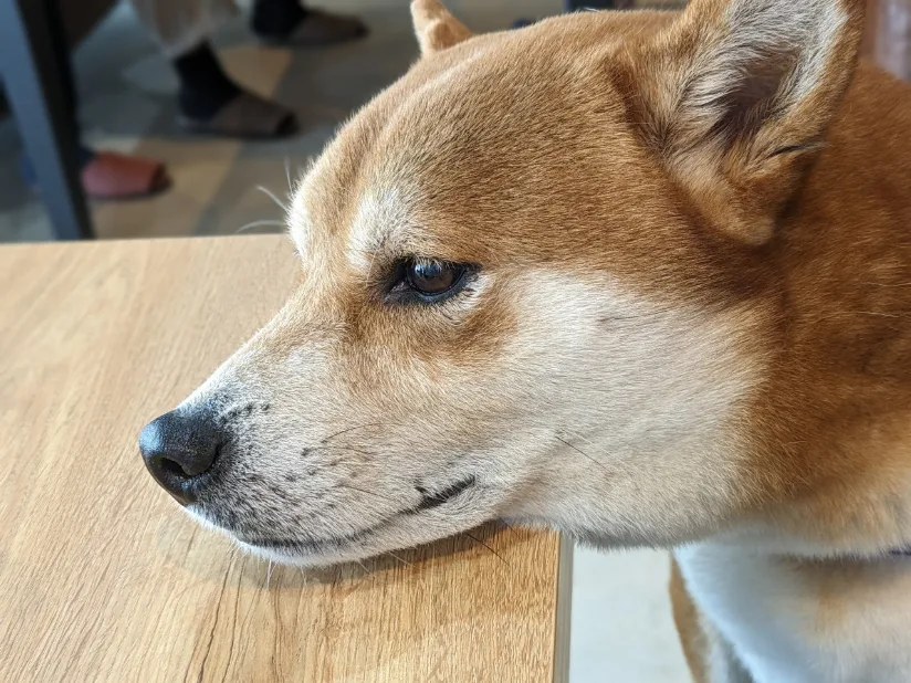 あなたにお願いしたいお仕事についての画像